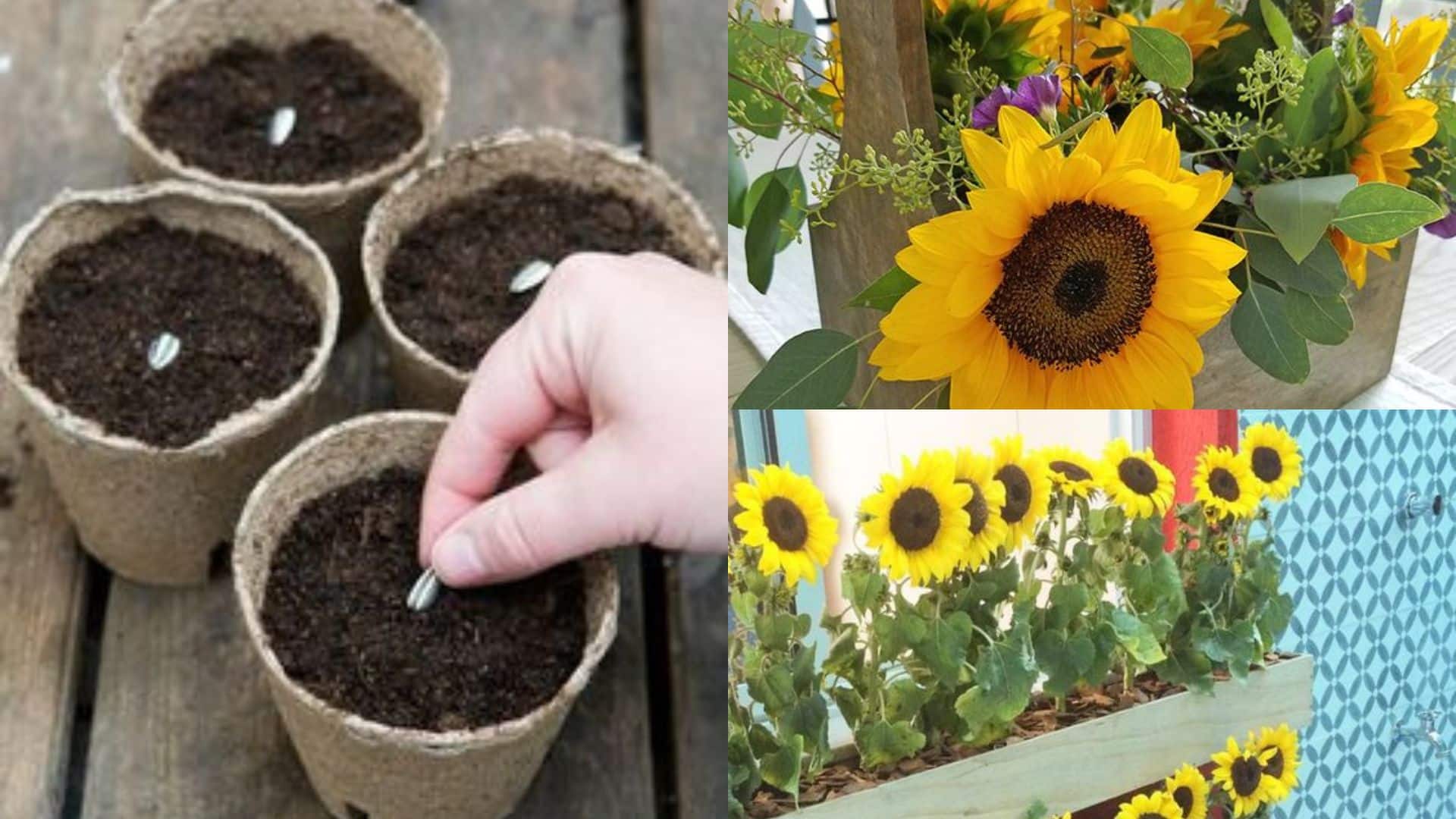 Comment Faire Pour Planter Le Tournesol