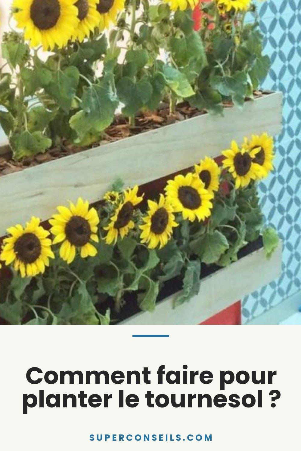 Comment faire pour planter le tournesol ?