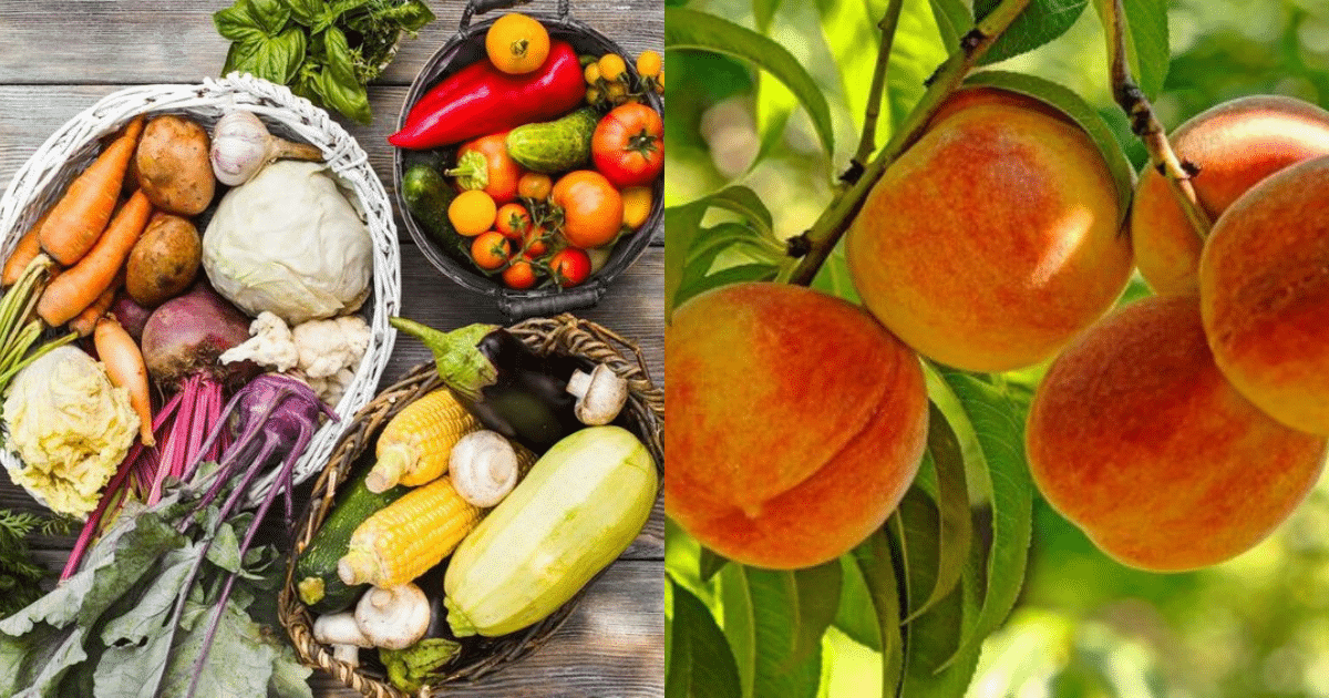 fruits et legumes incontournables a deguster en juin