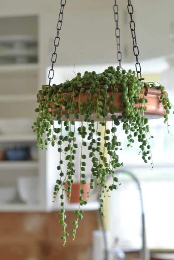 planter un chapelet ou un collier de perles succulentes 3