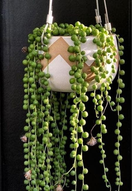 planter un chapelet ou un collier de perles succulentes