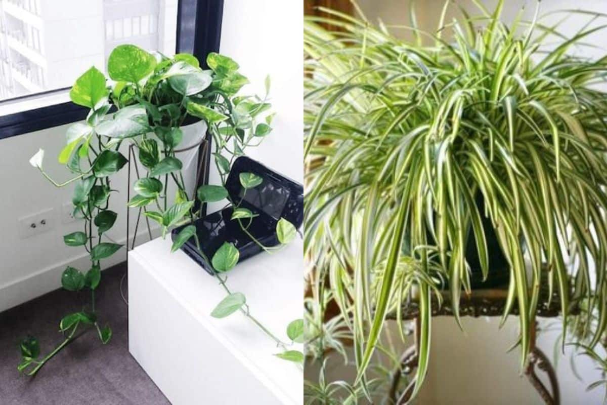 plantes qui purifient air