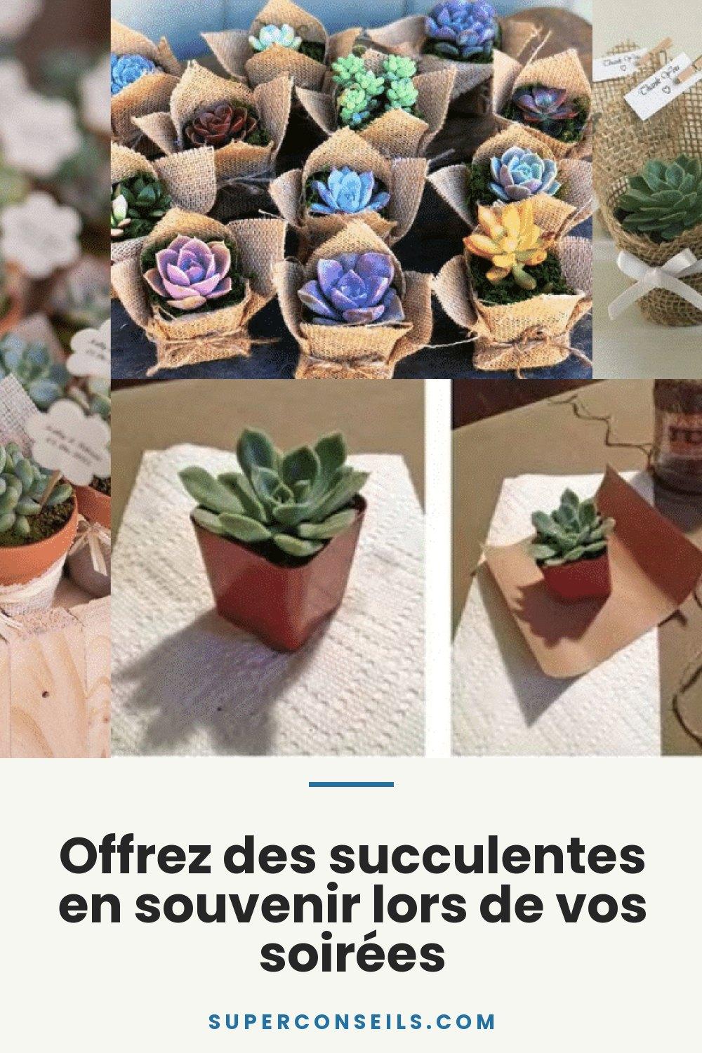 Offrez des succulentes en souvenir lors de vos soirées